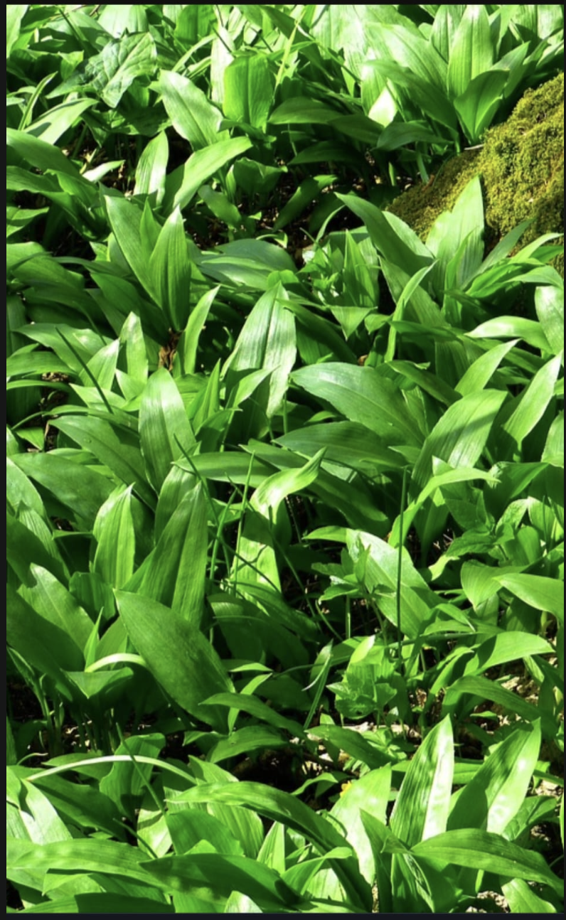 Barlauch / Wild Garlic