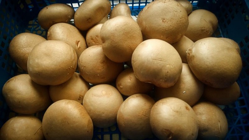 Champignons