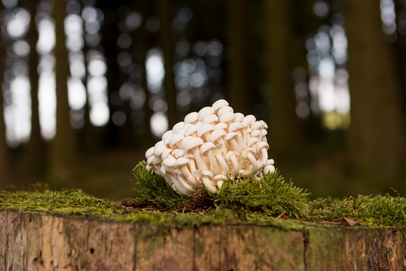Enoki / Flammulina velutipes