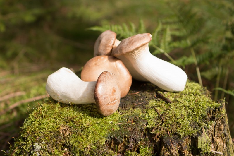 Kräuterseitlinge / Pleurotus eryngii
