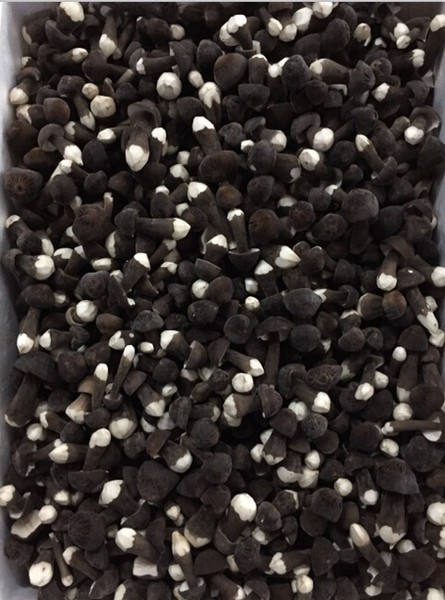 Mandelpilze / Agrocybe