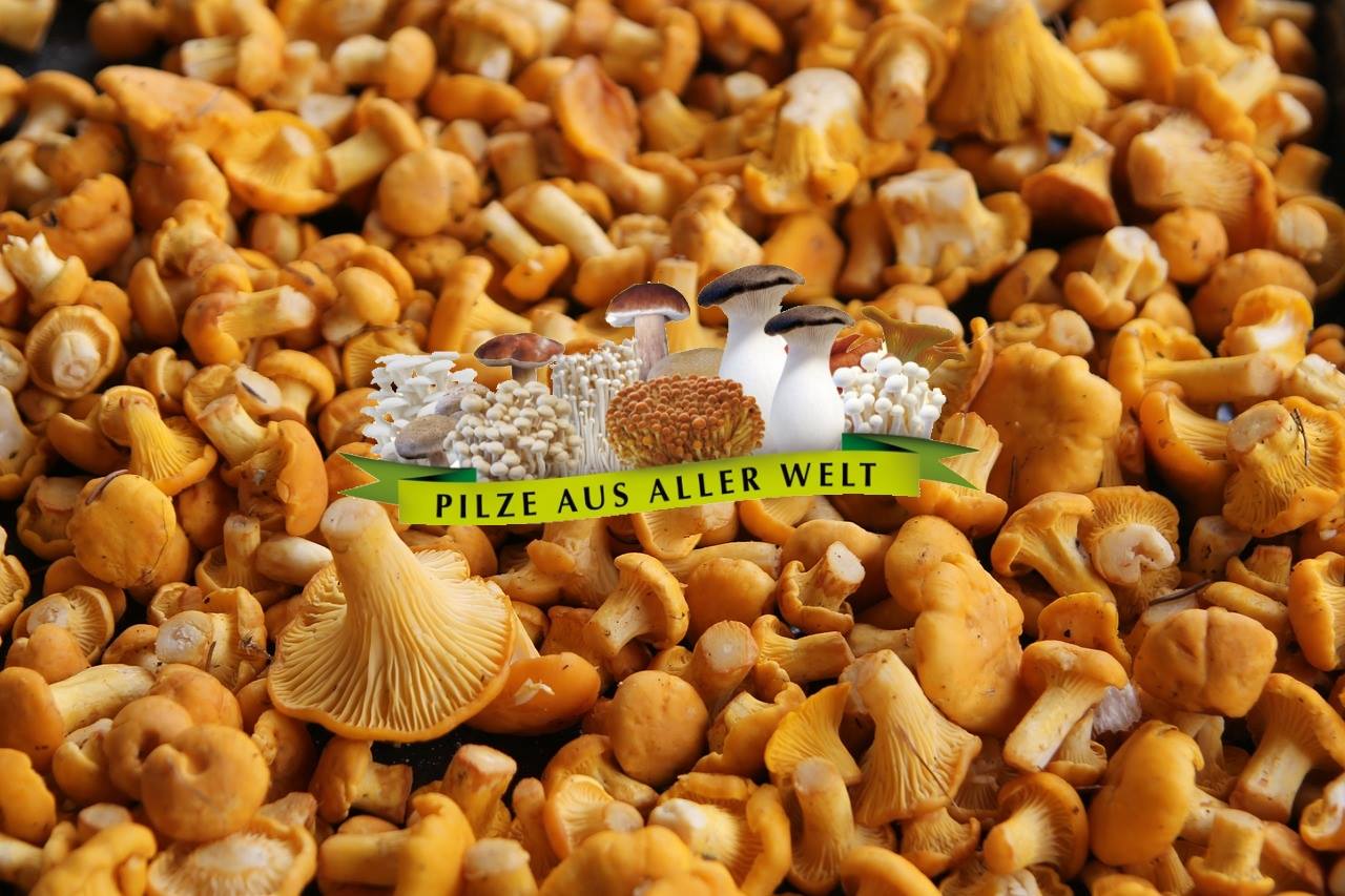 Pfifferlinge - Frisch vom Markt