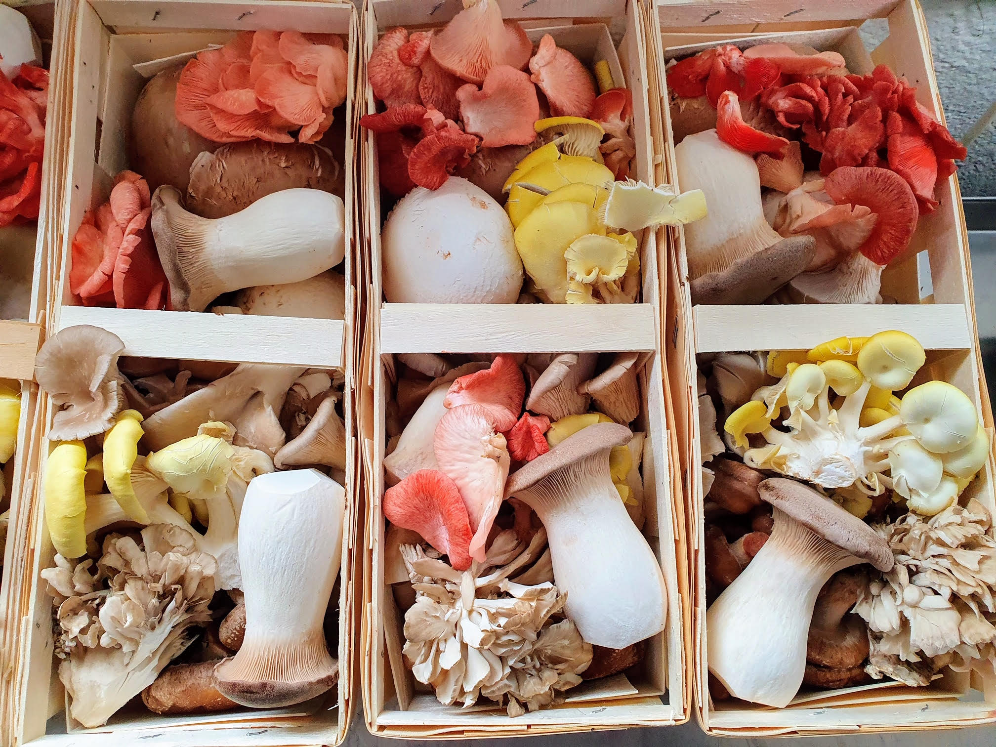 Pilzmischung - Vielfalt für Ihre Küche