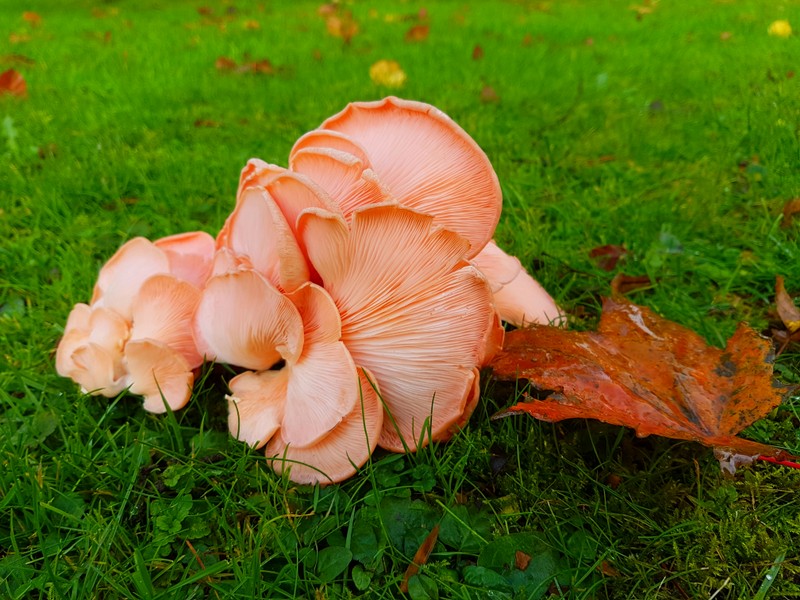 Rosenseitlinge / Pleurotus djamor