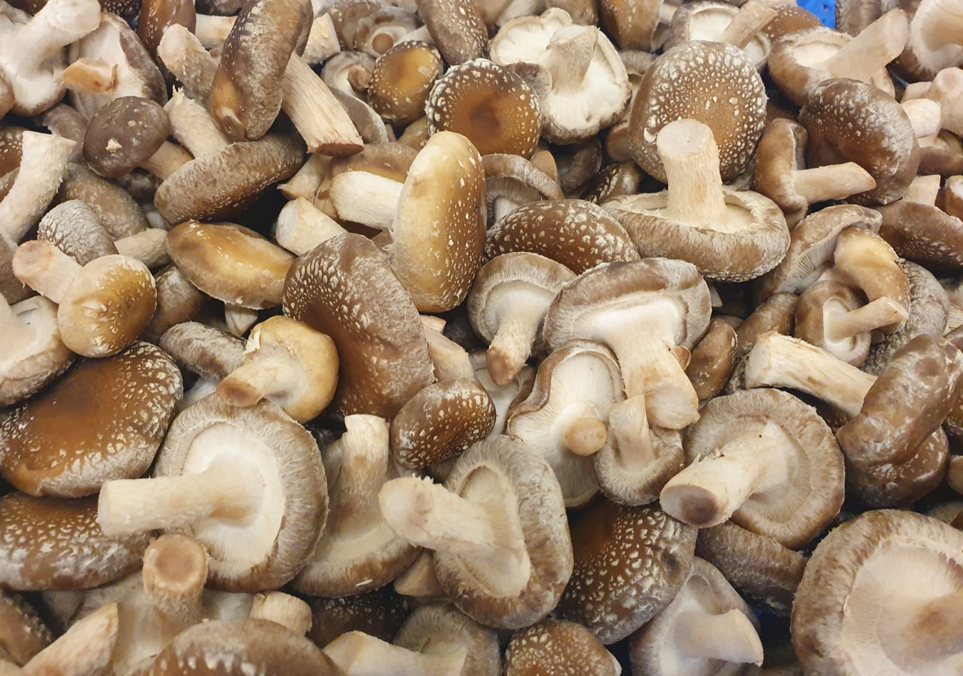 Frische Shiitake