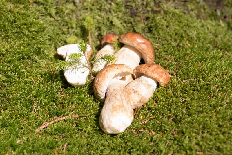 Surtido de boletus