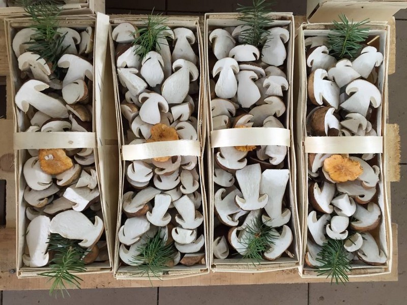 Steinpilze - Premium Qualität