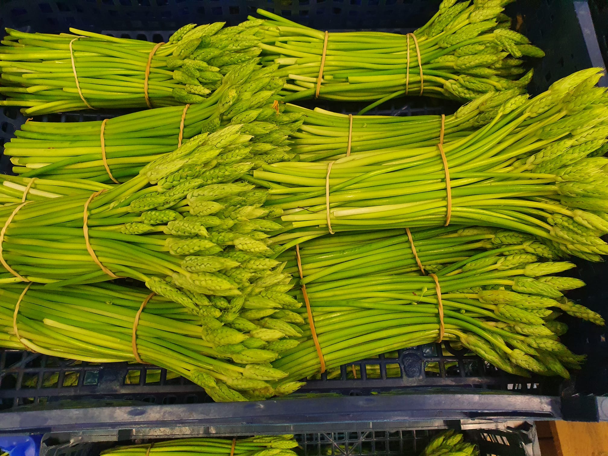 Wildspargel / Asperges du bois